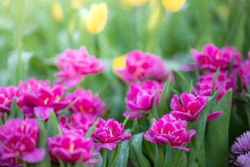 Amazing pink tulip flowers blooming in a tulip field, against the background of blurry tulip flowers