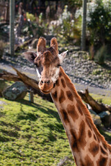 Portrait shot of a Giraffe head and neck at Wellington Zoo, New Zealand