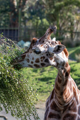 Giraffe at Wellington Zoo, New Zealand