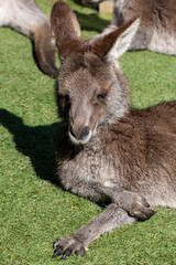 Eastern Grey Kangaroo (Macropus giganteus) laying down at Wellington Zoo