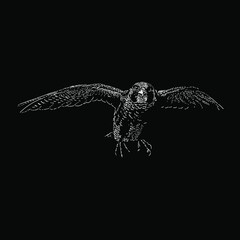 falcon hand drawing vector illustration isolated on black background