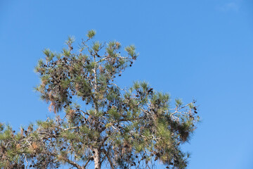 coniferous pine tree and its cones. blue sky background.