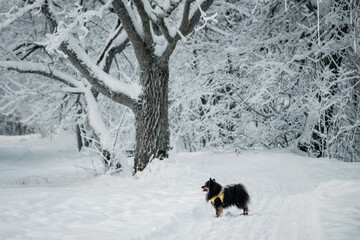 A small dog standing in a snowy forest