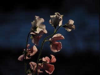 スイートピーの花