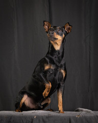 German pinscher studio photos with dark background