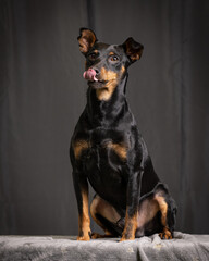 German pinscher studio photos with dark background