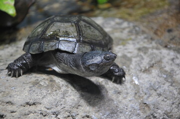 Black turtle on the rock