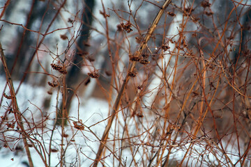 snow covered branches