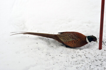 A portrait of a male pheasant standing in snow and eating sunflower seeds
