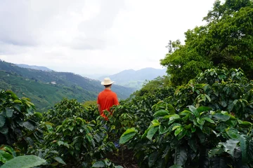 Foto op Canvas Coffee farmer  © Juan