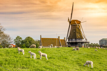 Sunset over a windmill and sheep on the dike in Medemblik, Netherlands