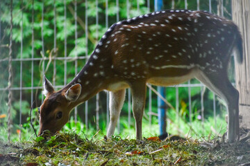 deer in the woods