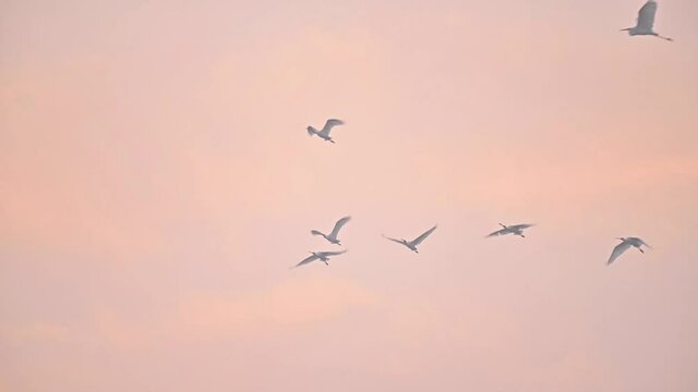Flock of Spoonbills Flying in Sunrise 