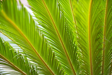 Fototapeta na wymiar Coconut palm trees green texture background. Tropical palm coconut trees on sky, nature background. Tropical trees design.