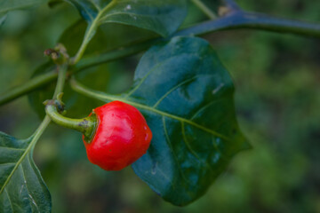 red chili pepper growing in garden naturally.