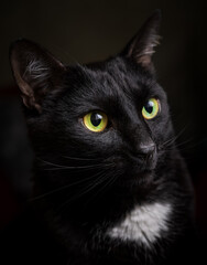 Low key portrait. A black cat with yellow-green eyes and a white spot on its chest looks out the window.