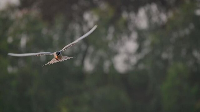 The River tern Hunting in Morning
