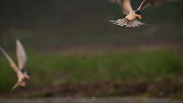 The River tern Hunting in Morning
