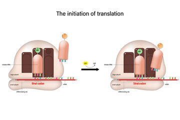The initiation of translation concept. tRNA bearing first amino acid of polypeptide. - obrazy, fototapety, plakaty