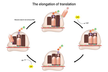 The elongation of translation concept. Amino acids are added one by one to the preceding amino acid. - obrazy, fototapety, plakaty