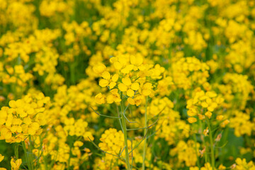 Bloom Mustard Flowers Beautiful scenery in the field.