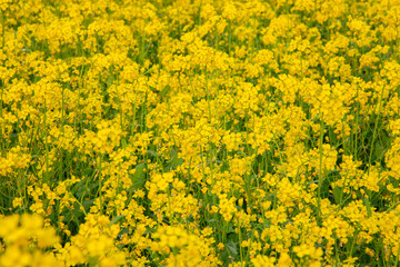 
Bloom Mustard Flowers Beautiful scenery in the field.