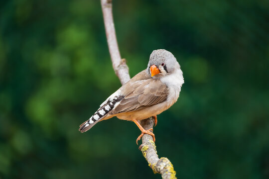 Ein Zebrafinken Weibchen. / A zebra finch female. Taeniopygia guttata