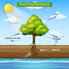Diagram showing process of photosynthesis in tree illustration - obrazy, fototapety, plakaty
