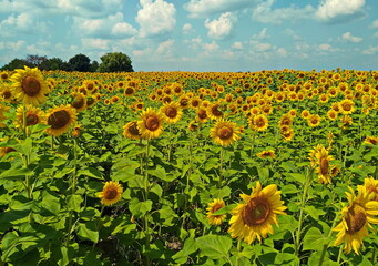 Obraz premium sunflowers in the field