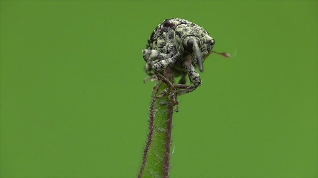Wei&szlig;schildige Braunwurzschaber (Cionus scrophulariae)