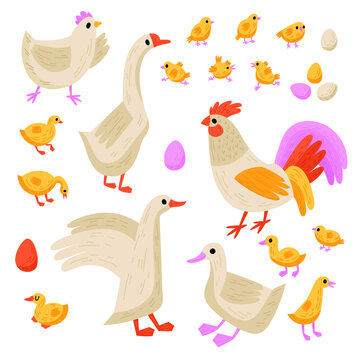 Collection of domestic birds: hen, chickens, rooster, goose, goslings, duck and ducklings. Vector doodle illustration with poultry for design