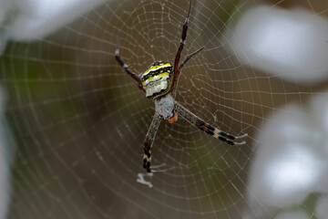 Argiope Anasuja species of Orb weaver spider on its web net found in Odisha India
