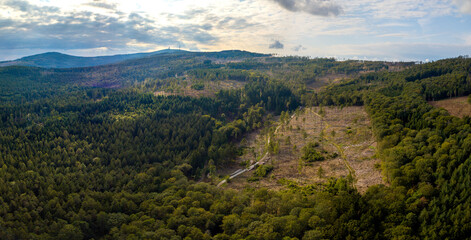Obraz premium Waldsterben im Taunus durch den Klimawandel, Borkenkäfer und Trockenheit, Hessen Deutschland