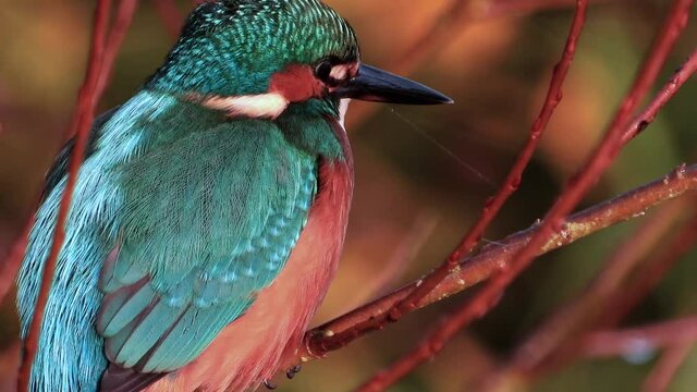 Eisvogel (Alcedo atthis)