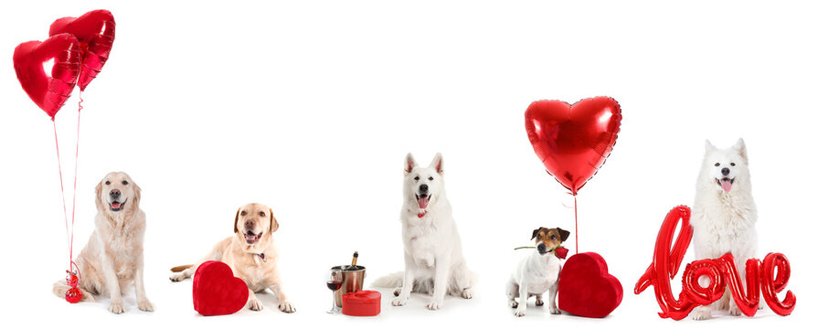 Cute dogs with gifts and balloons on white background. Valentine's Day celebration