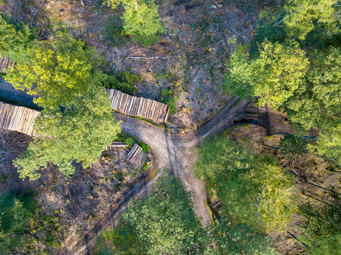 Waldsterben im Taunus durch den Klimawandel, Borkenk&auml;fer und Trockenheit n&auml;he Sandplacken, Hessen Deutschland