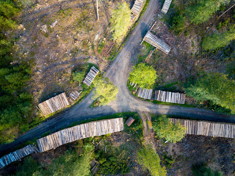Waldsterben im Taunus durch den Klimawandel, Borkenk&auml;fer und Trockenheit n&auml;he Sandplacken, Hessen Deutschland