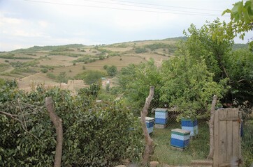 houses with bees stand in the garden, apiary