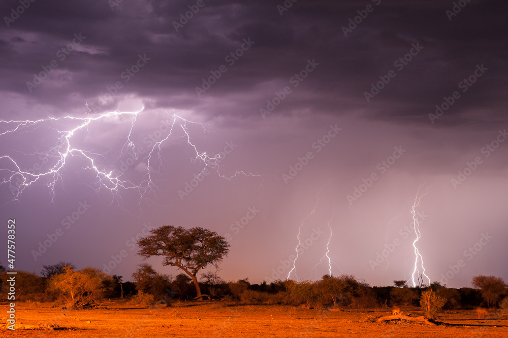 Wall mural a horizontal shot of a dramatic lightning storm with a cloud filled sky, with trees in the foregroun