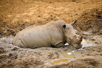 A horizontal shot of a white rhino mother taking a mud bath and submerged in the mud,  looking at...