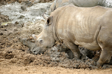 Naklejka premium A horizontal shot of a large female white rhino taking a mud bath with its feet submerged, Madikwe, South Africa