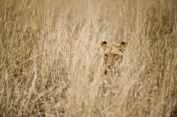 A horizontal shot of a well camouflaged lioness hiding in the tall brown dry grass, looking towards the camera, Madikwe Game Reserve, South Africa