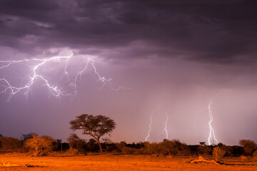 A horizontal shot of a dramatic lightning storm with a cloud filled sky, with trees in the...
