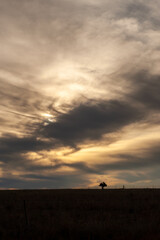 A vertical shot of a lone tree silhouetted against a dramatic, moody, cloudy sky at sunset, Bloemfontein, Free State, South Africa