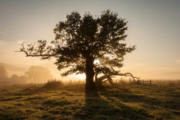 A horizontal shot of an ancient tree in a grassy meadow on a golden misty morning at sunrise, shooting into the sun, Midlands, Kwa Zulu Natal, South Africa