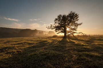A horizontal shot of a large lone tree in a grassy meadow on a golden misty morning at sunrise, shooting into the sun, Midlands, Kwa Zulu Natal, South Africa - obrazy, fototapety, plakaty