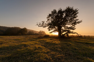 Fototapeta na wymiar A horizontal shot of a lone ancient tree in a grassy meadow on a golden misty morning at sunrise, shooting into the sun, Midlands, Kwa Zulu Natal, South Africa