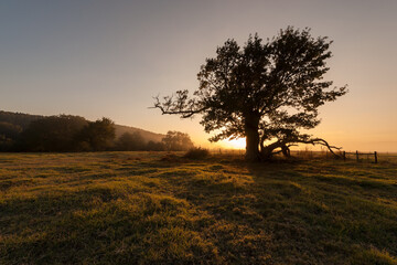 A horizontal shot of a lone ancient tree in a grassy meadow on a golden misty morning at sunrise, shooting into the sun, Midlands, Kwa Zulu Natal, South Africa