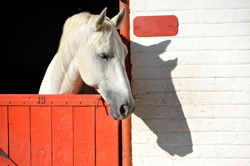 A horizontal shot of a white Lipizzaner horse sticking its head out of the red stable door; with side light, Johannesburg, South Africa
