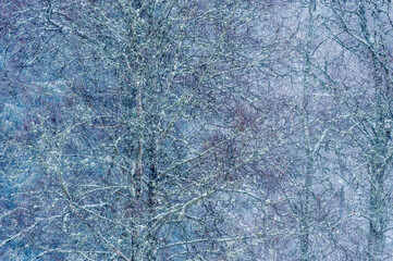 An abstract horizontal shot of snow falling on a cold winters day in a forest, Germany